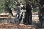 Meer olijfbomen dicht bij de oudste boom op Zakynthos